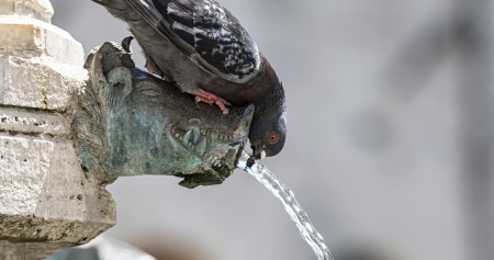 Droits de préemption pour la préservation des ressources en eau destinées à la consommation humaine